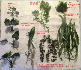 Продаются аквариумные растения.