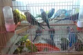 Волнистых попугаев