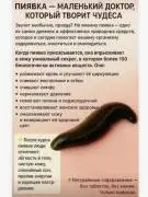 Гирудотерапия - эффективное лечение урологических 