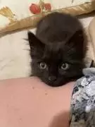 Милейший котик Леонид ищет дом!