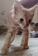 Рыжие котята шотландской кошки 